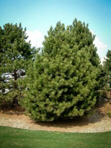 Сосна Чёрная (Pinus Nigra) купить по цене от 270.00р. в интернет-магазине «Посадика» с доставкой почтой в в Арсеньеве и по всей России – [изображение №1].