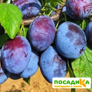 Слива Чачакская ранняя купить по цене от 229.00р. в интернет-магазине «Посадика» с доставкой почтой в в Арсеньеве и по всей России – [изображение №1].