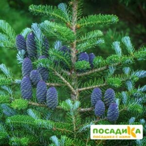 Пихта корейская (Abies koreana) купить по цене от 450.00р. в интернет-магазине «Посадика» с доставкой почтой в в Арсеньеве и по всей России – [изображение №1].