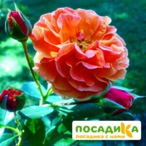 Роза Арабия купить по цене от 350.00р. в интернет-магазине «Посадика» с доставкой почтой в в Арсеньеве и по всей России – [изображение №1].