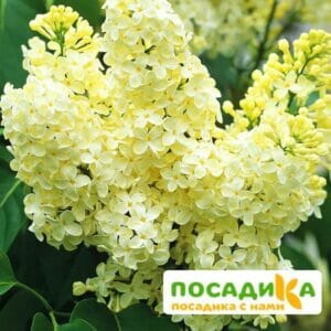 Сирень Примроуз (Primrose) купить по цене от 529.00р. в интернет-магазине «Посадика» с доставкой почтой в в Арсеньеве и по всей России – [изображение №1].