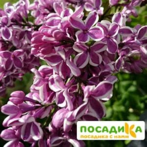 Сирень Сенсация купить по цене от 529.00р. в интернет-магазине «Посадика» с доставкой почтой в в Арсеньеве и по всей России – [изображение №1].