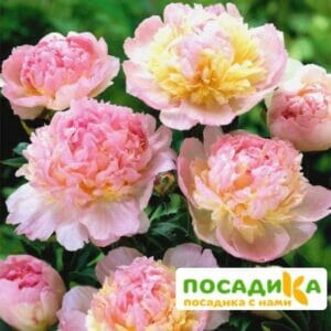 Пион Распберри Сандей (Paeonia Raspberry Sundae) купить по цене от 959р. в интернет-магазине «Посадика» с доставкой почтой в в Арсеньеве и по всей России – [изображение №1].