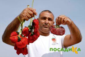 Клубника Гигант Джорнея купить по цене от 266р. в интернет-магазине «Посадика» с доставкой почтой в в Арсеньеве и по всей России – [изображение №1].