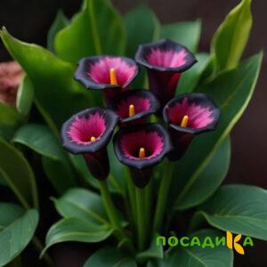 Калла Аура Лейс купить по цене от 400р. в интернет-магазине «Посадика» с доставкой почтой в в Арсеньеве и по всей России – [изображение №1].