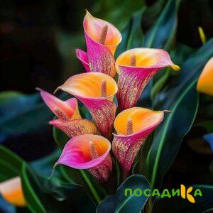 Калла Оникс купить по цене от 450р. в интернет-магазине «Посадика» с доставкой почтой в в Арсеньеве и по всей России – [изображение №1].