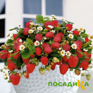 Клубника Рубиновый Шепот (горшечная) купить по цене от 240р. в интернет-магазине «Посадика» с доставкой почтой в в Арсеньеве и по всей России – [изображение №1].