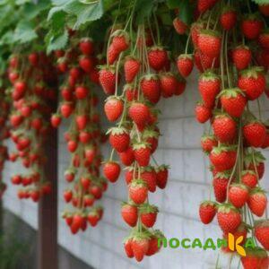 Клубника вьющаяся Комплимент купить по цене от 470р. в интернет-магазине «Посадика» с доставкой почтой в в Арсеньеве и по всей России – [изображение №1].