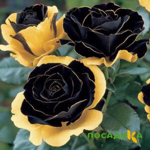 Роза Ханни Сикл купить по цене от 700р. в интернет-магазине «Посадика» с доставкой почтой в в Арсеньеве и по всей России – [изображение №1].