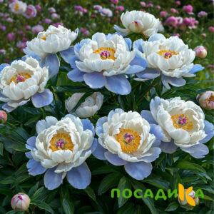 Пион акварельный Этюд купить по цене от 806р. в интернет-магазине «Посадика» с доставкой почтой в в Арсеньеве и по всей России – [изображение №1].