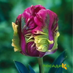 Тюльпан Экзотик Хэвен купить по цене от 186р. в интернет-магазине «Посадика» с доставкой почтой в в Арсеньеве и по всей России – [изображение №1].