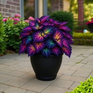 Хоста Фрости Блю купить по цене от 389р. в интернет-магазине «Посадика» с доставкой почтой в в Арсеньеве и по всей России – [изображение №1].